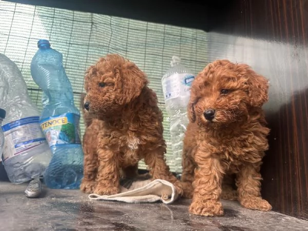 Cuccioli di Barboncino Toy  | Foto 3