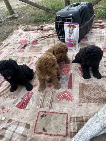 Cuccioli di Barboncino Toy 