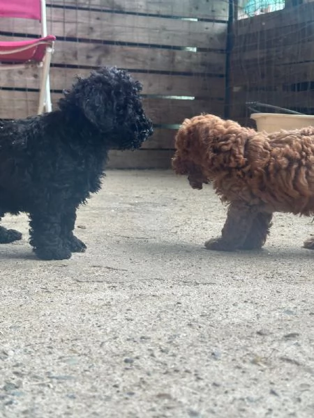 Cuccioli di Barboncino Toy  | Foto 2