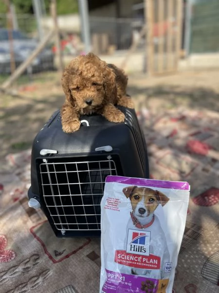 Cuccioli di Barboncino Toy  | Foto 1