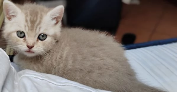 Cuccioli scottish  | Foto 2