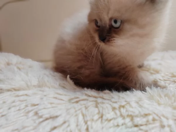 Cuccioli scottish  | Foto 1