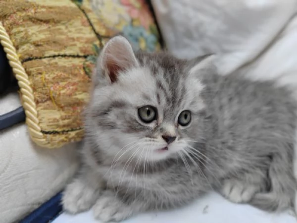 Cuccioli scottish  | Foto 0