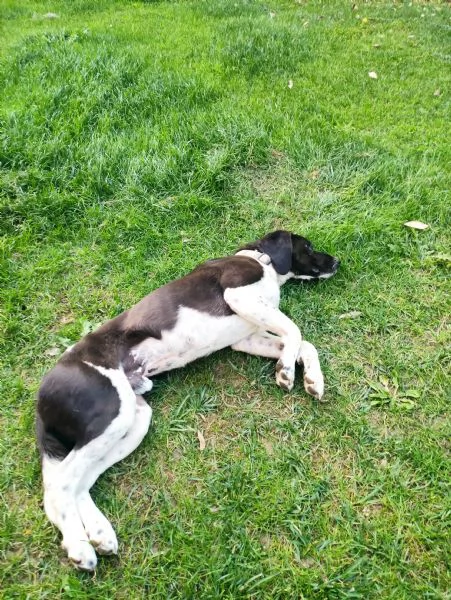 Regalo giovane meticcio  | Foto 1