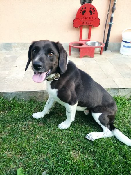 Regalo giovane meticcio  | Foto 0