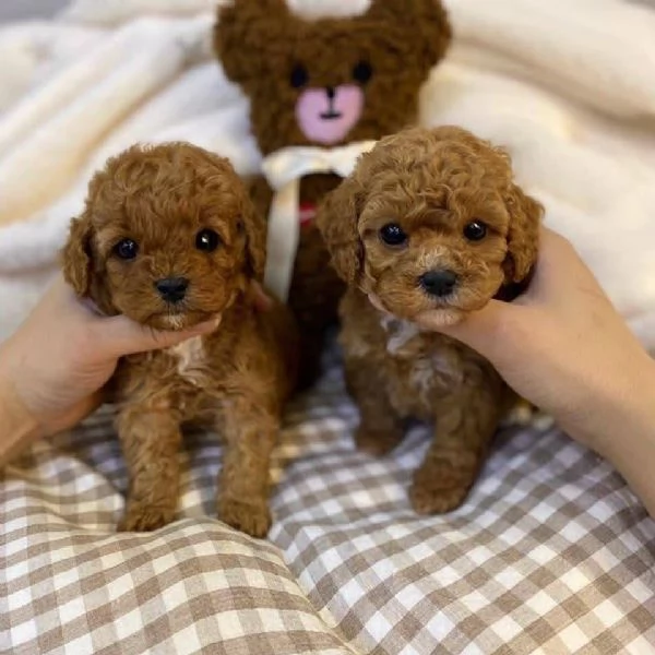 Cucciolo Donato da un volontario