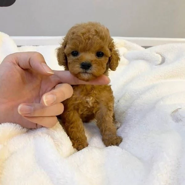 Cucciolo Donato da un volontario | Foto 0