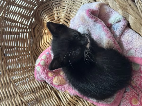 Regalo gattini vispi e in salute. Sverminati