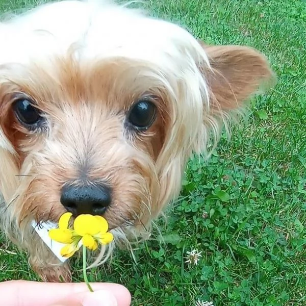 Cucciolo donato da un volontario | Foto 2