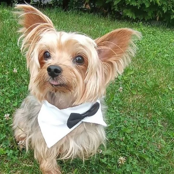 Cucciolo donato da un volontario | Foto 1