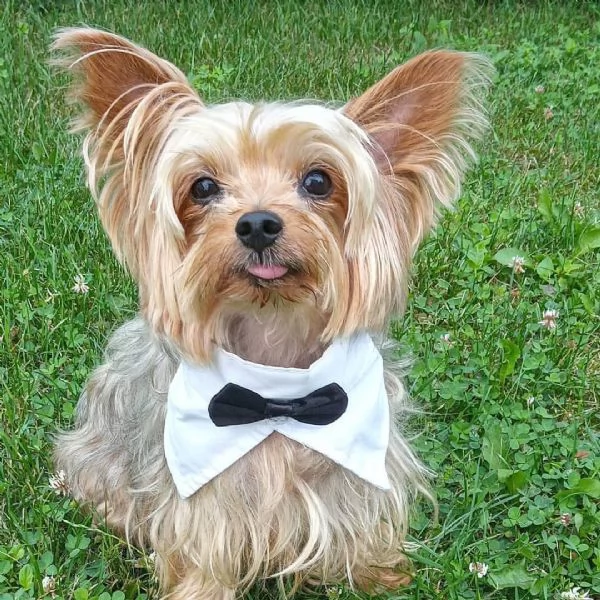 Cucciolo donato da un volontario