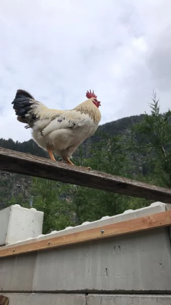 Gallo in regalo  | Foto 2