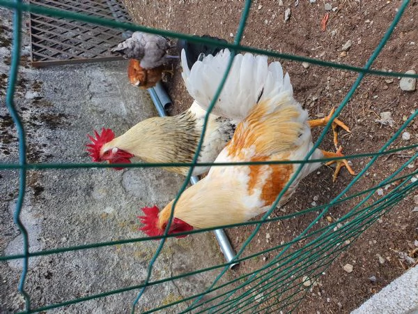 Gallo in regalo  | Foto 1