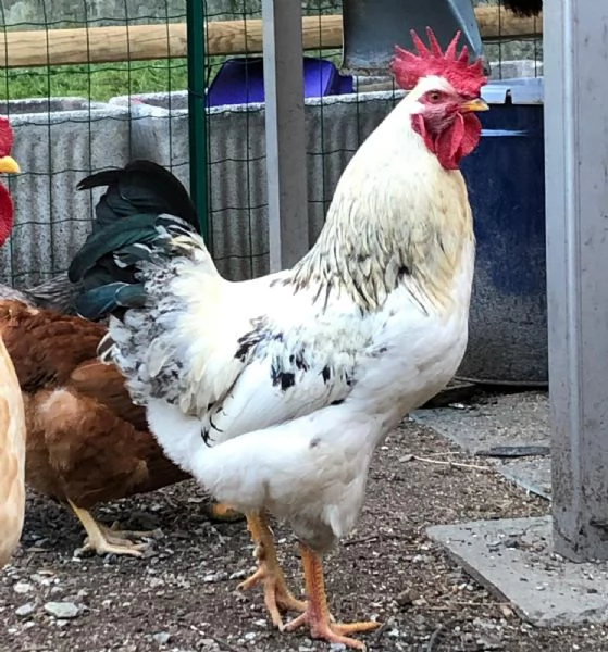 Gallo in regalo  | Foto 0