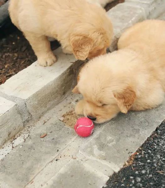 Cucciolo donato da un volontario | Foto 2