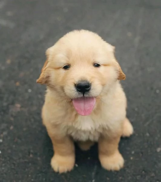 Cucciolo donato da un volontario | Foto 1