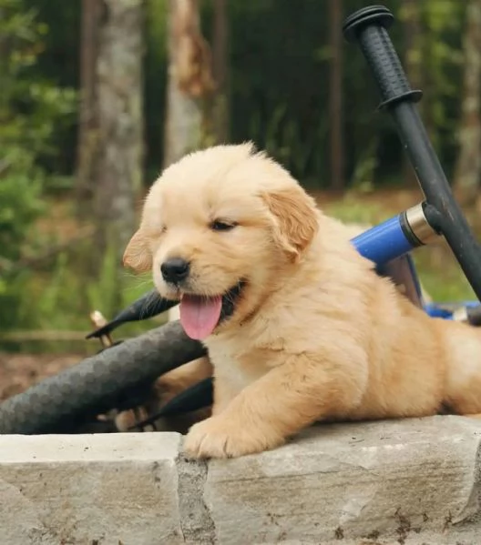 Cucciolo donato da un volontario | Foto 0