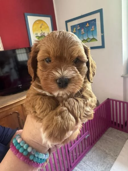 Cuccioli di BICHON HAVANAIS | Foto 0