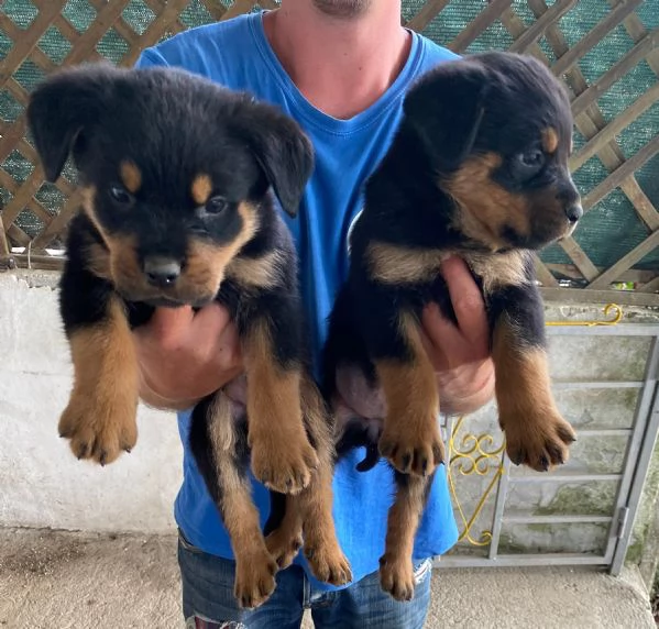 Cuccioli di rottweiler 