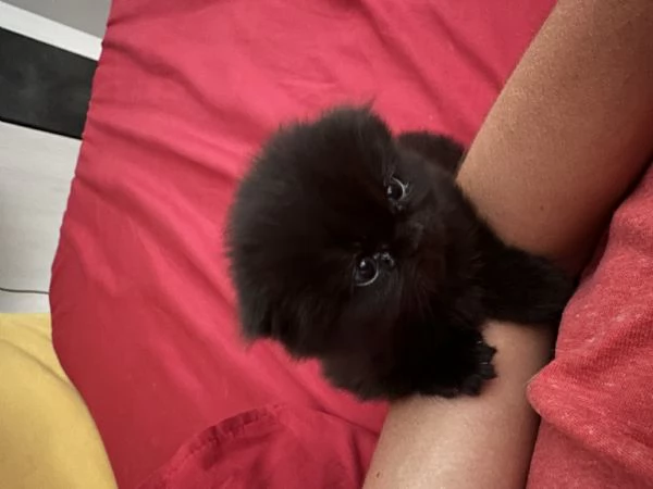 Scottish fold  | Foto 5