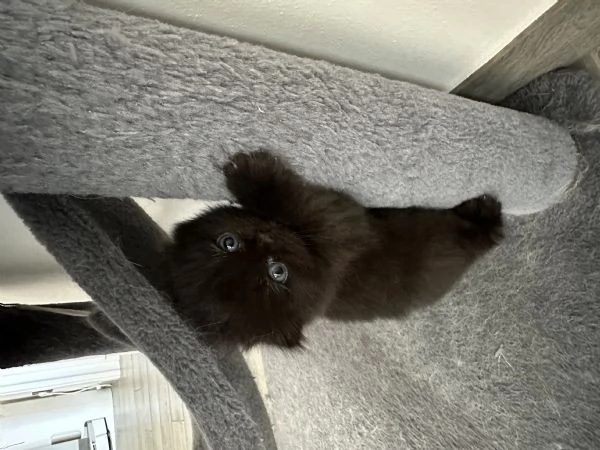 Scottish fold  | Foto 4