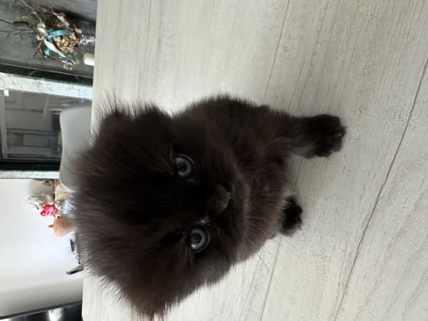 Scottish fold  | Foto 3