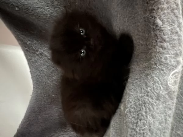 Scottish fold  | Foto 2