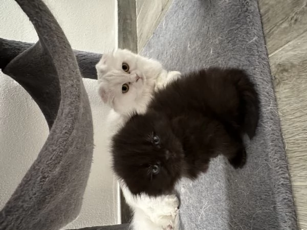 Scottish fold  | Foto 1