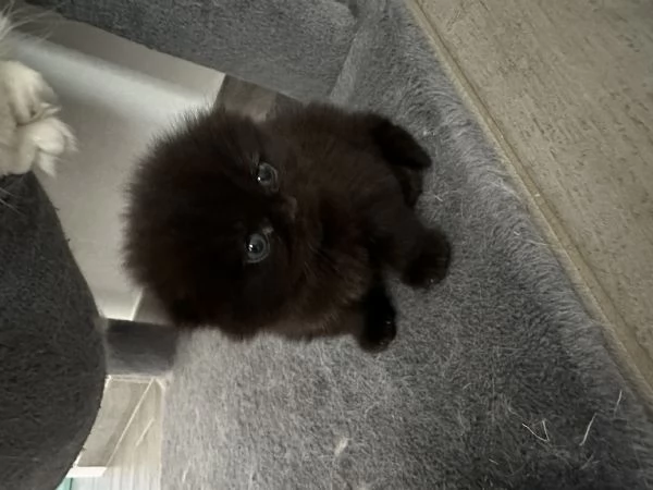 Scottish fold  | Foto 0