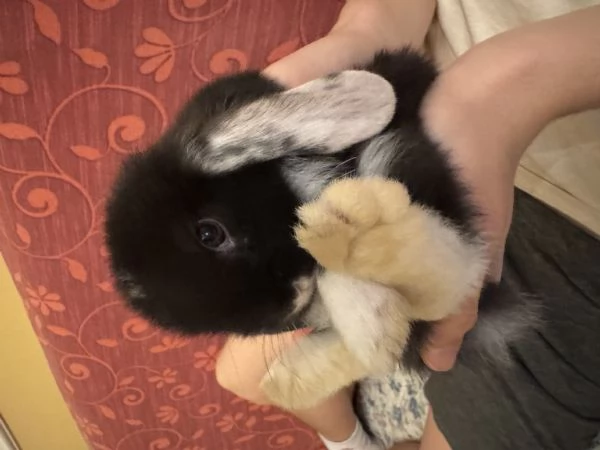 Coniglietto nano di 60 giorni – in cerca di nuova casa