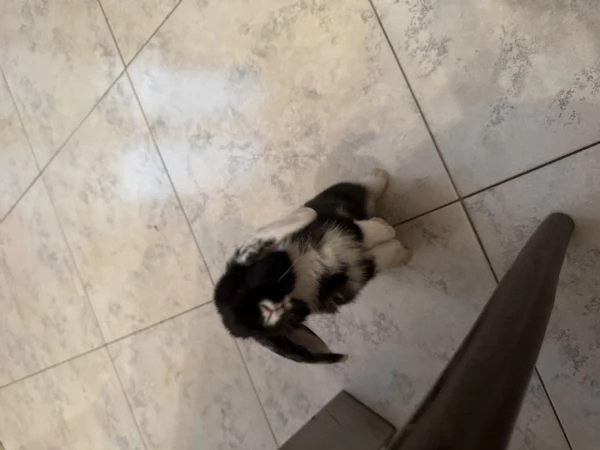 Coniglietto nano di 60 giorni – in cerca di nuova casa | Foto 2