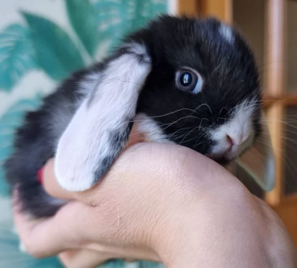 Coniglietto nano di 60 giorni – in cerca di nuova casa | Foto 1