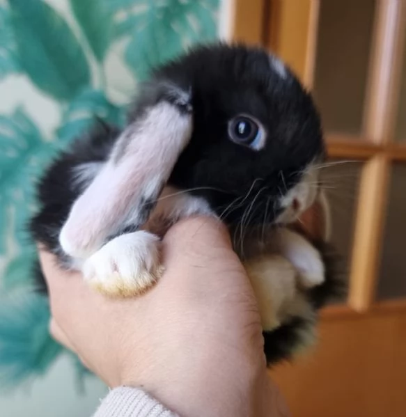 Coniglietto nano di 60 giorni – in cerca di nuova casa | Foto 0
