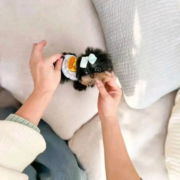 Ciao a tutti, ho cuccioli di Yorkshire Terrier maschi e femmine in vendita | Foto 2