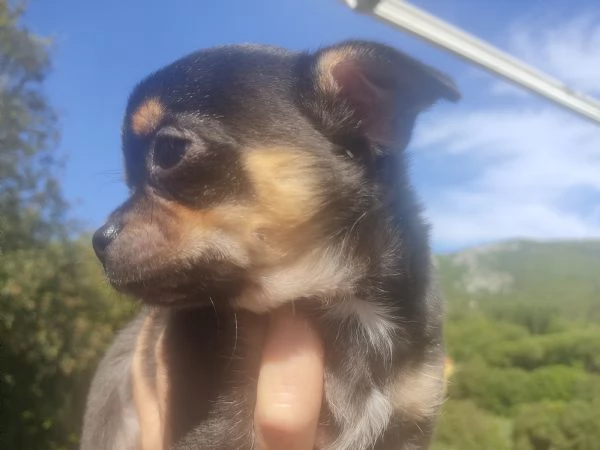 Chihuahua cucciolo maschio Toscana 