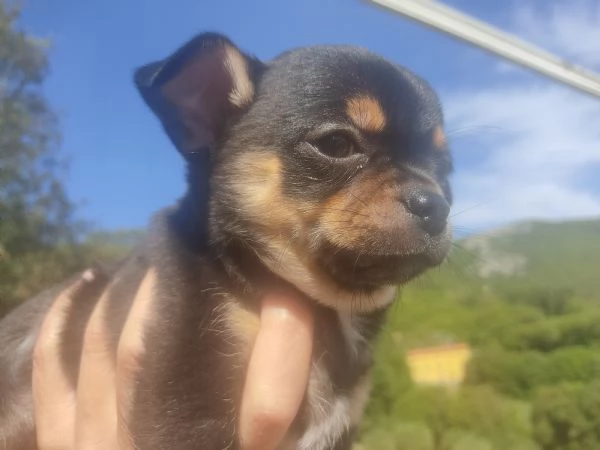 Chihuahua cucciolo maschio Toscana  | Foto 0