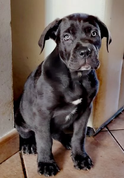 Cucciole cane corso