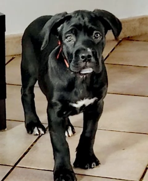 Cucciole cane corso | Foto 1