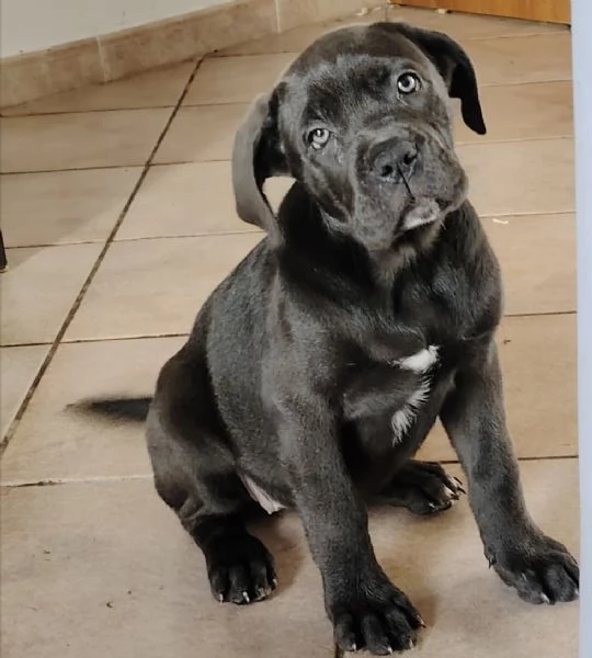 Cucciole cane corso | Foto 0