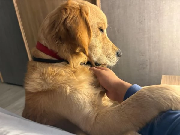 Cucciolo golden retriever | Foto 3