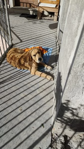 Cucciolo golden retriever | Foto 2