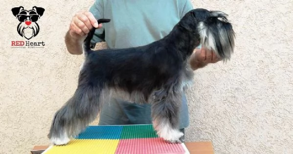 Schnauzer Miniatura Cucciola femmina | Foto 3