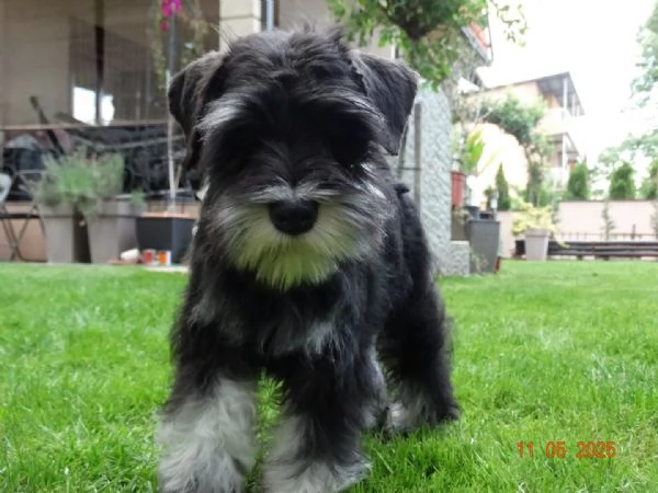 Schnauzer Miniatura Cucciola femmina | Foto 1
