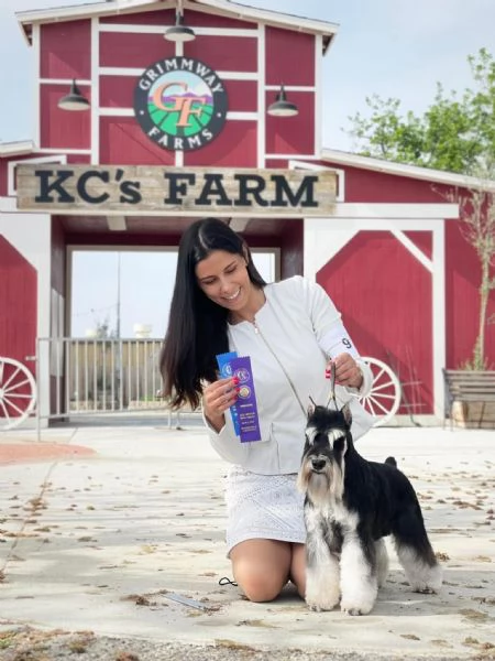 Schnauzer Miniatura Cucciola femmina | Foto 0