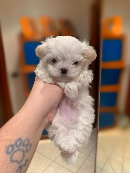 Cuccioli di Maltese Toy | Foto 1