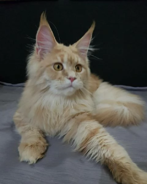 Disponibili Cuccioli di Maine coon.