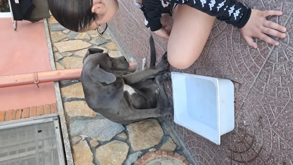 Troppo infetta dopo la morte del mio pastore tedesco