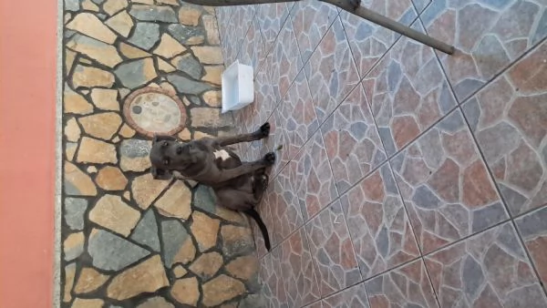 Troppo infetta dopo la morte del mio pastore tedesco | Foto 4