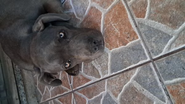 Troppo infetta dopo la morte del mio pastore tedesco | Foto 2