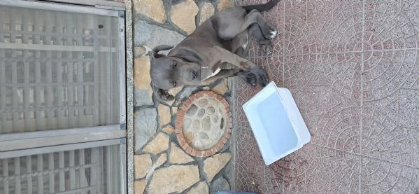 Troppo infetta dopo la morte del mio pastore tedesco | Foto 1